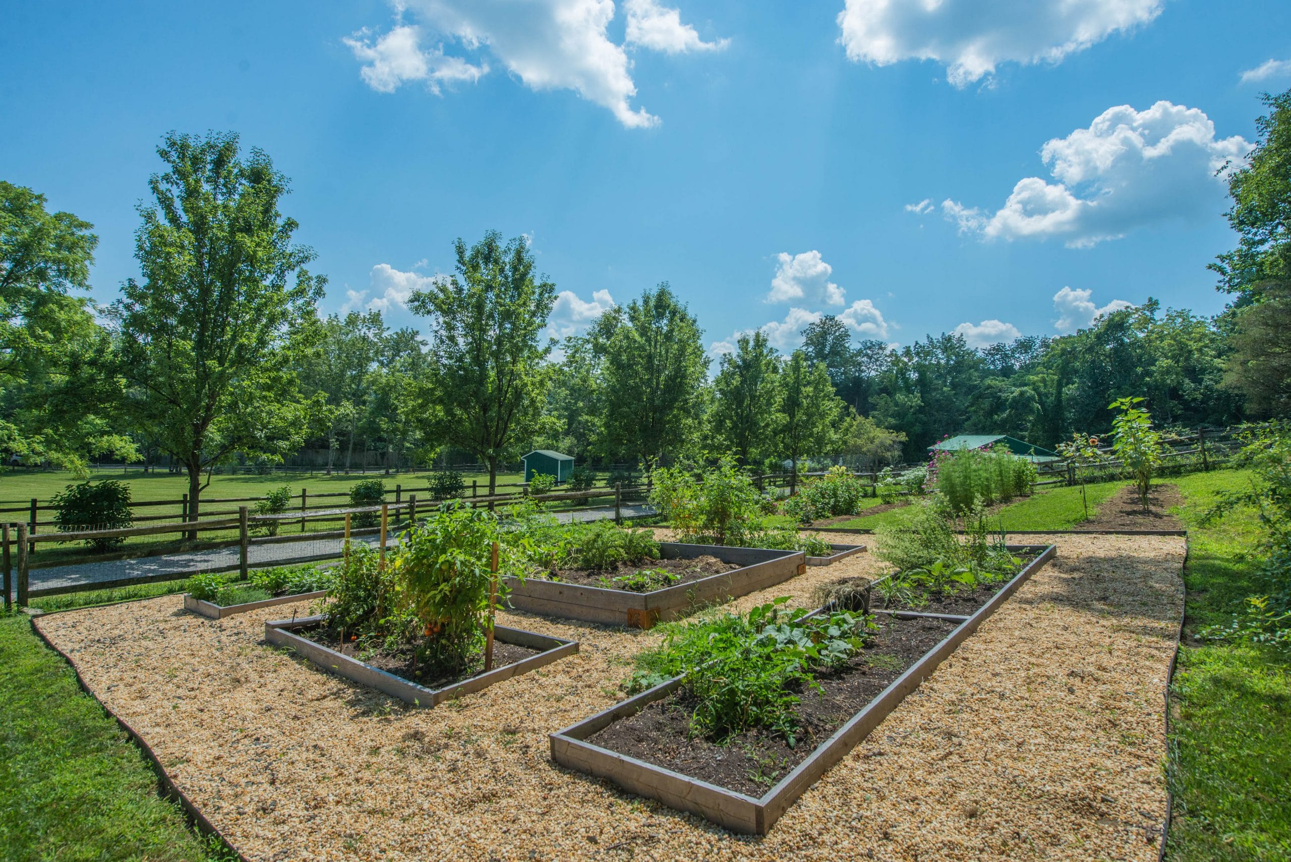 61 69 Philhower Road -- vegetable garden BZ